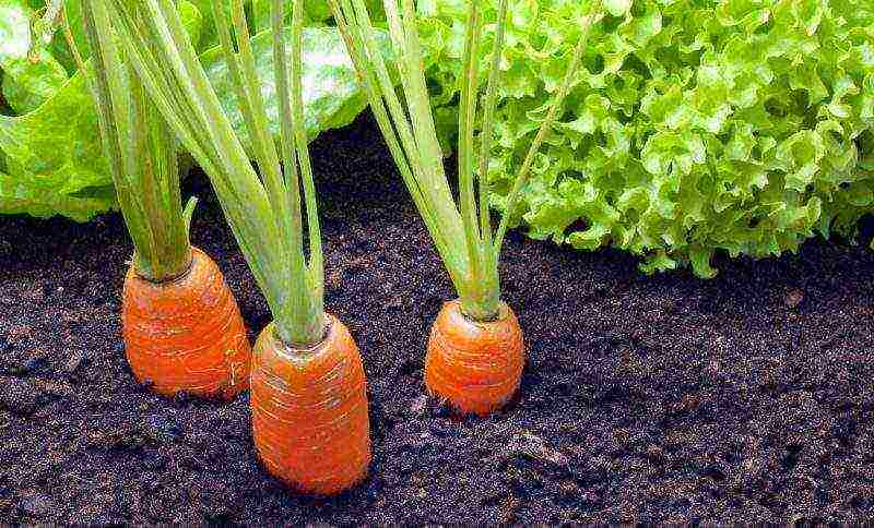 carrots planting and care in the open field in siberia