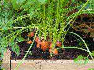 carrots planting and care in the open field in siberia