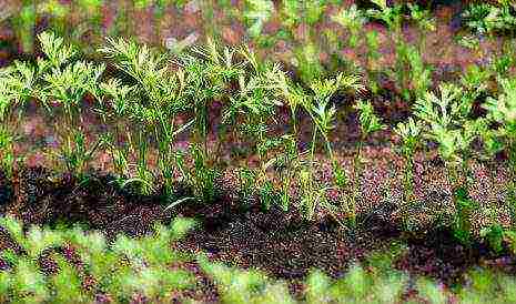 carrots planting and care in the open field in the winter