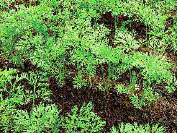 carrots planting and care in the open field in the winter