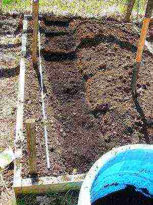 carrots planting and care in the open field in the winter