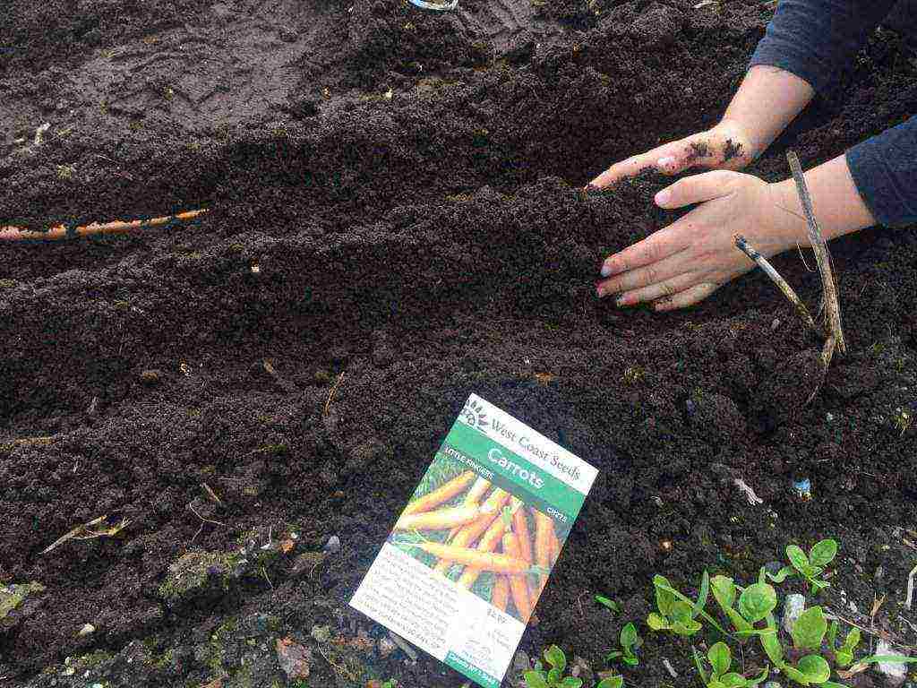 carrots planting and care in the open field in the winter