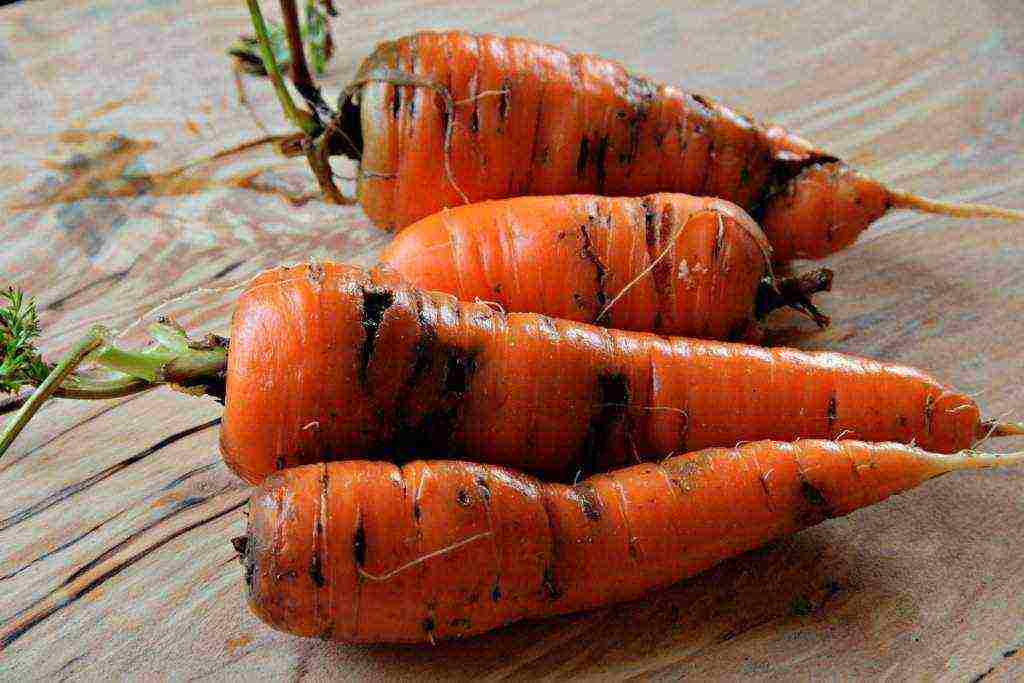 carrots planting and care in the open field in the winter