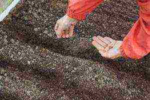 carrots planting and care in the open field in the winter