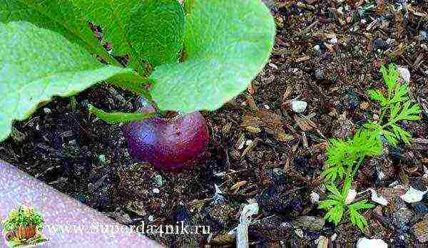 carrots in granules, planting and care in the open field