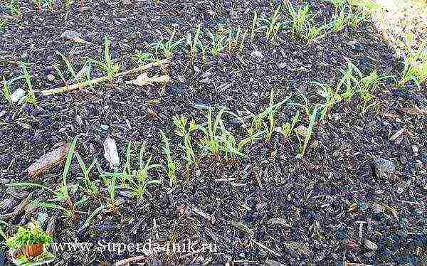 carrots in granules, planting and care in the open field