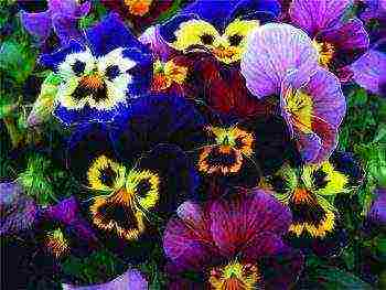 can pansies be grown at home all year round