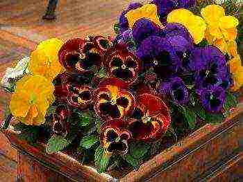 can pansies be grown at home all year round