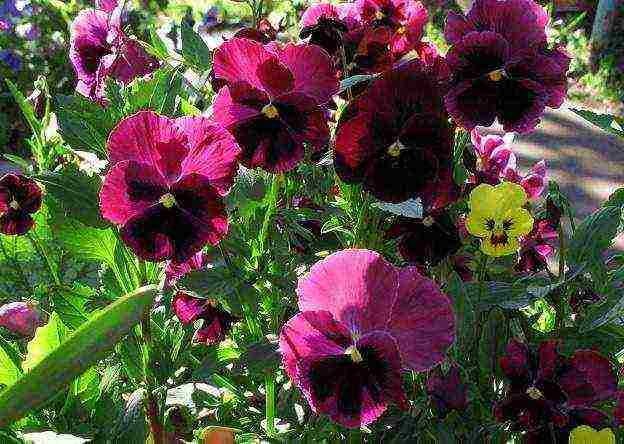 can pansies be grown at home all year round