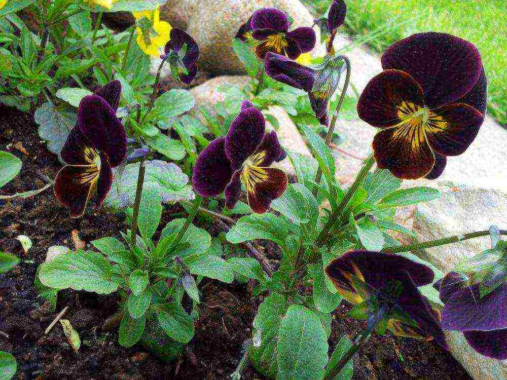 can pansies be grown at home all year round