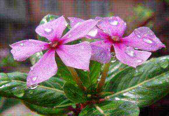 can periwinkle be grown as a houseplant