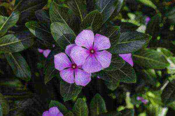 can periwinkle be grown as a houseplant