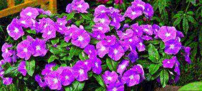 can periwinkle be grown as a houseplant