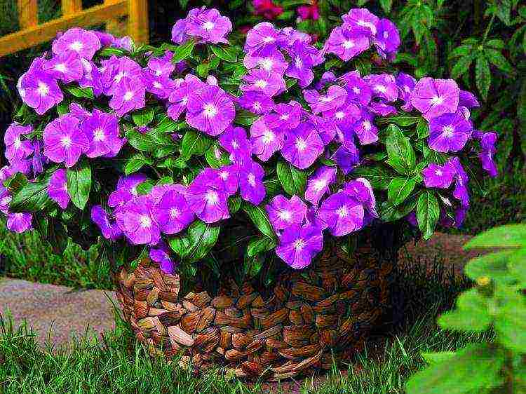 can periwinkle be grown as a houseplant