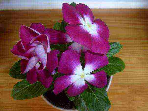 can periwinkle be grown as a houseplant