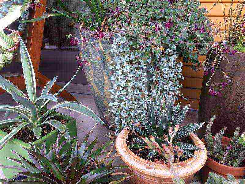 can dichondra be grown at home