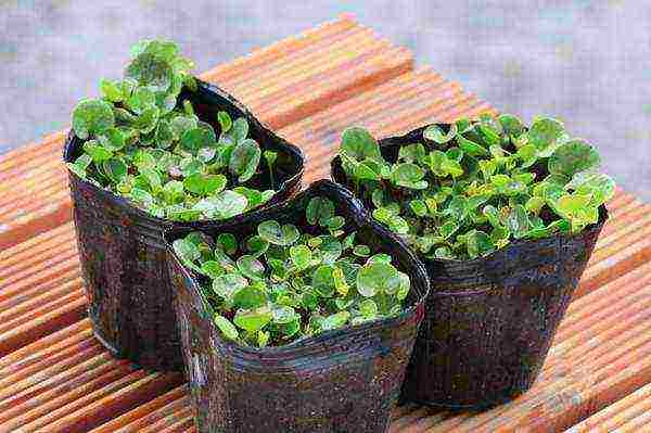 can dichondra be grown at home