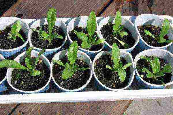 can calendula be grown as a houseplant