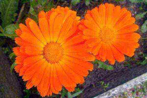 can calendula be grown as a houseplant