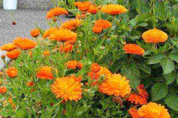 can calendula be grown as a houseplant