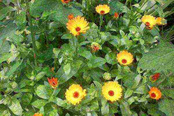 can calendula be grown as a houseplant