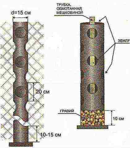 can strawberries be grown in plastic bottles