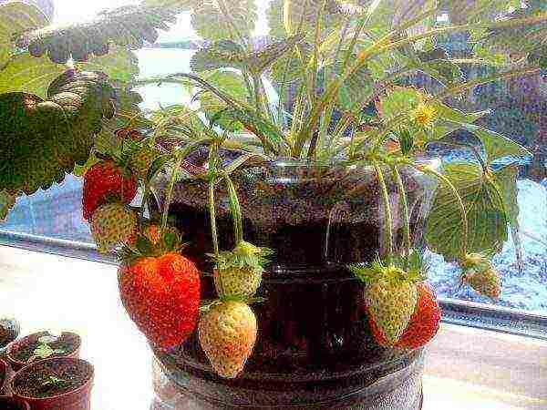 can strawberries be grown in plastic bottles