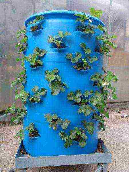 can strawberries be grown in plastic bottles