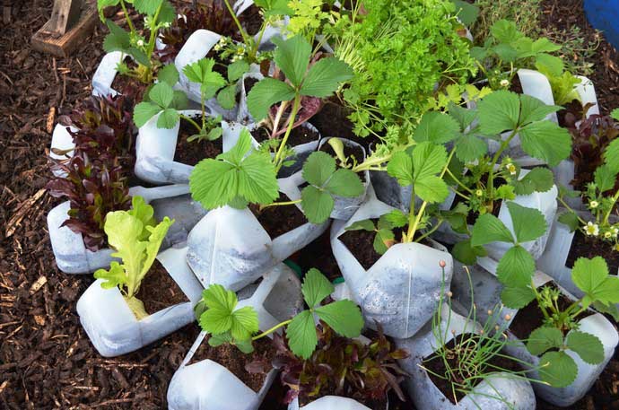 can strawberries be grown in plastic bottles