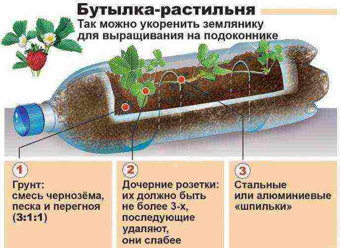 can strawberries be grown in plastic bottles