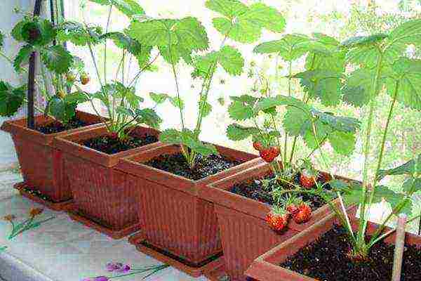 can strawberries be grown in plastic bottles