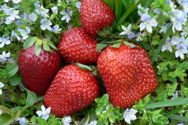 can strawberries be grown in plastic bottles