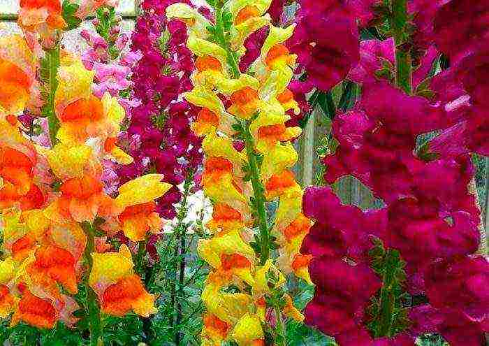 can snapdragon be grown as an indoor flower