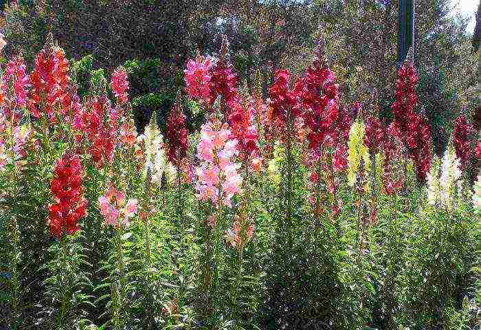 can snapdragon be grown as an indoor flower