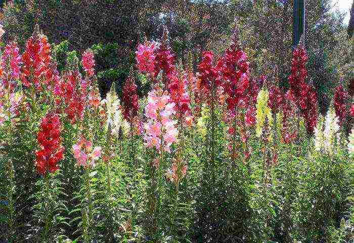 Maaari bang mapalago ang snapdragon bilang isang panloob na bulaklak