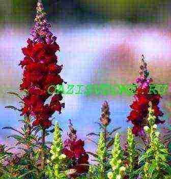 can snapdragon be grown as an indoor flower