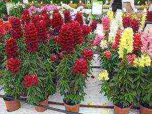 Maaari bang mapalago ang snapdragon bilang isang panloob na bulaklak