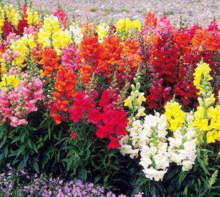 can snapdragon be grown as an indoor flower