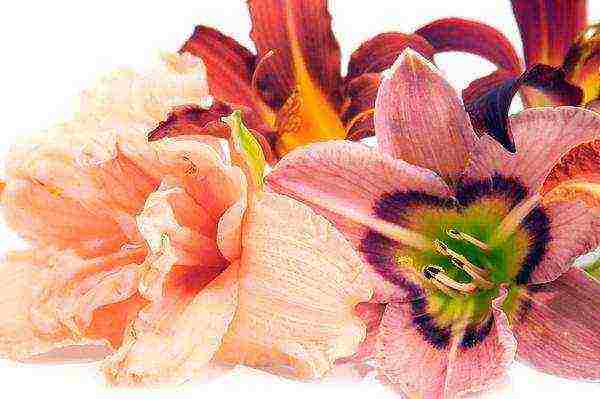 can a daylily be grown as a houseplant