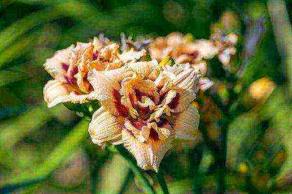 can a daylily be grown as a houseplant