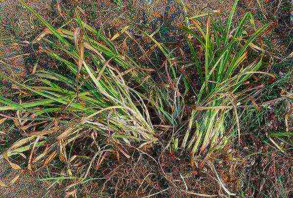 can a daylily be grown as a houseplant