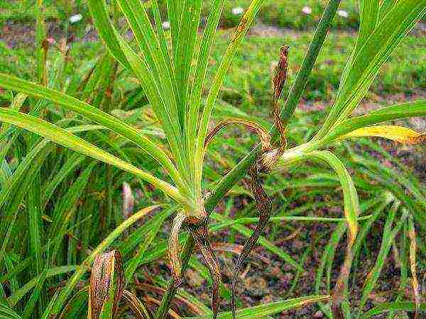 Maaari bang lumago ang isang daylily bilang isang houseplant