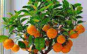 is it possible to grow tangerines at home