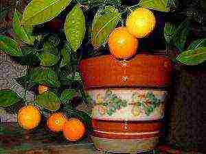 is it possible to grow tangerines at home