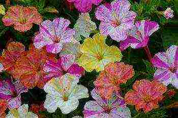 can mirabilis be grown as a houseplant