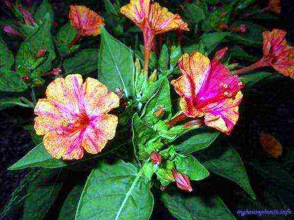 can mirabilis be grown as a houseplant