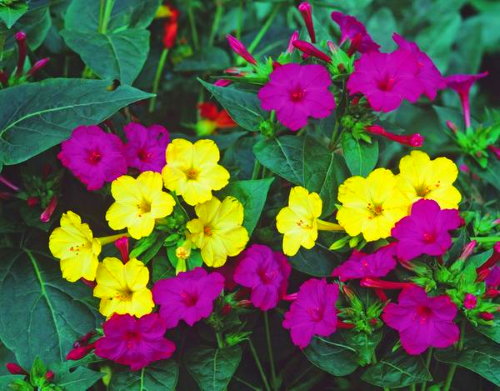 can mirabilis be grown as a houseplant