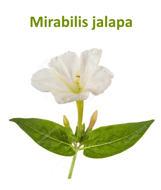 can mirabilis be grown as a houseplant