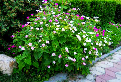 can mirabilis be grown as a houseplant