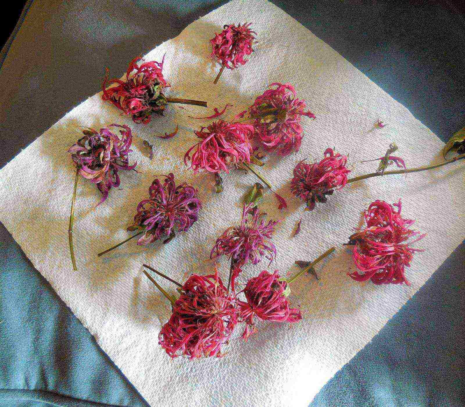 can monarda be grown as a houseplant